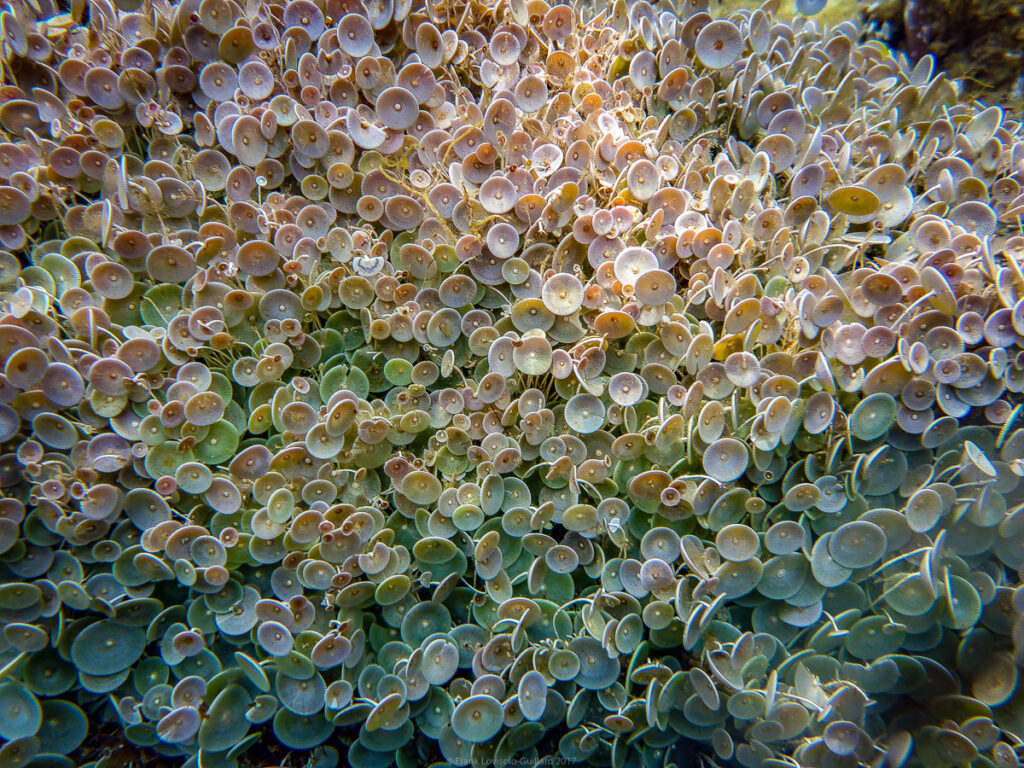 Acetabularia acetabulum Acetabulaire - Ombrelles de Mer