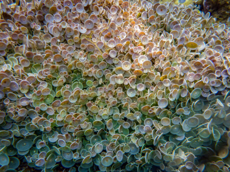 snorkeling,randonnée sous-marine,Toulon - Sousleaugraphie - Snorkeling - Frank César LOVISOLO - La série est une démarche, presque un rituel : une plongée en surface, masque et palmes, caméra ou appareil photo, qui engage tout à la fois le corps, le regard et l’intellect. Ce n’est pas du snorkeling comme il s’en pratique sur les plages bondées de la Côte d’Azur. C’est une forme de phénoménologie aquatique, une manière d’habiter la frontière entre deux mondes, celui de l’air et de la lumière, celui de l’eau et du silence.