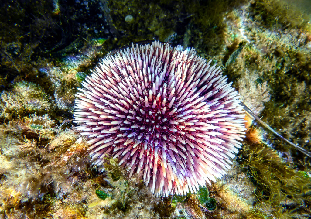 snorkeling, sousleaugraphie, randonnée sous-marine, photographie subaquatique, Toulon, Var, Méditerranée, Cap Brun,