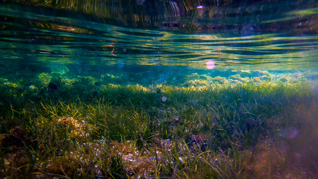 snorkeling, sousleaugraphie, randonnée sous-marine, photographie subaquatique, Toulon, Var, Méditerranée, Cap Brun,