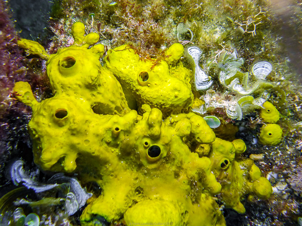 snorkeling, sousleaugraphie, randonnée sous-marine, photographie subaquatique, Toulon, Var, Méditerranée, Cap Brun,