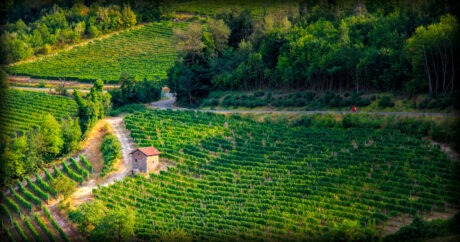Coteaux viticoles du Piémont, rangs de vigne sur les collines du Monferrato