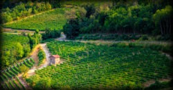 Le Piémont : Culture de la Vigne