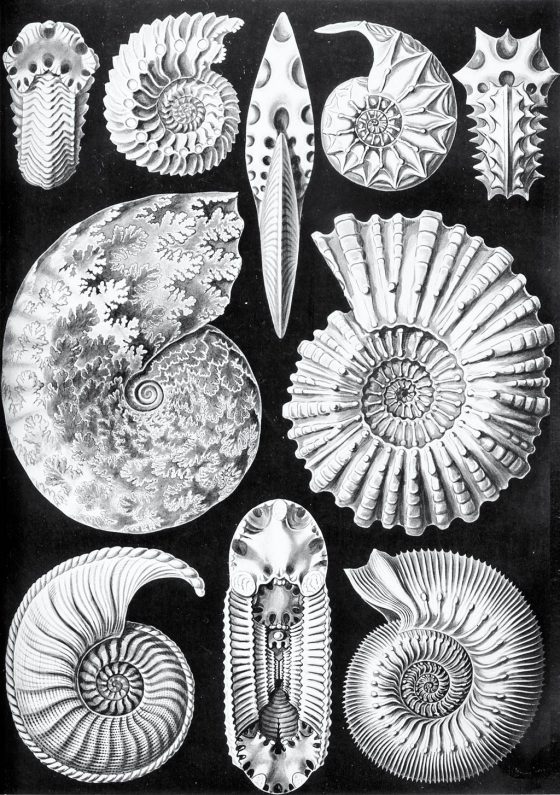 Haeckel Ammonitida 1024