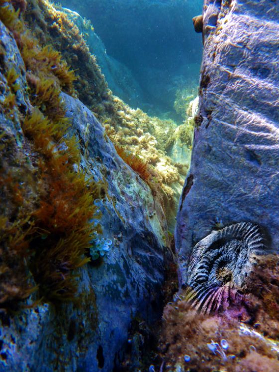 Etude: Ammonite et fond marin actuel (2017)