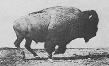 Bison galopant (1887)