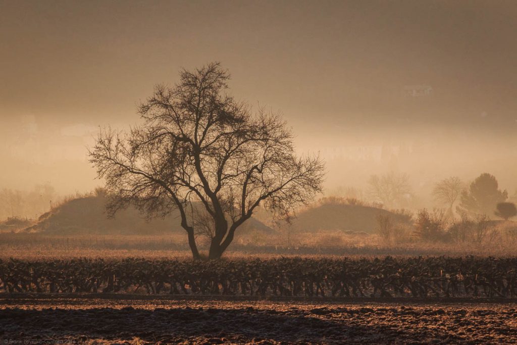 Campagne Aixoise - heure dorée