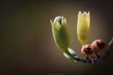 macrophotographie